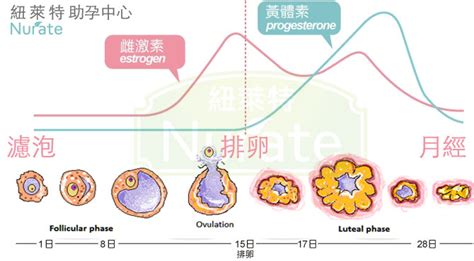 著床降溫圖|孕前期